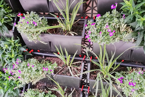 zelená stěna - iniciály jména