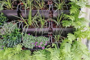 zelená stěna - iniciály jména