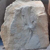 pískovec s ichnofosiliemi