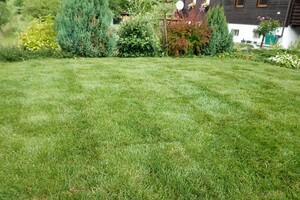 travní koberec po pokládce