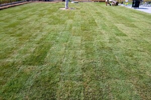 travní koberec po pokládce